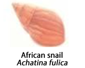 The shell of the African snail
