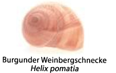 Das Häuschen der Burgunder Weinbergschnecke