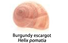 The shell of the Burgundy escargot