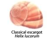 The shell of the classical escargot