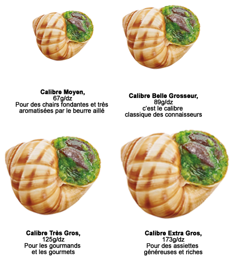 Une image de différentes calibres d'escargots