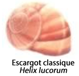 Une image d'un escargot classique