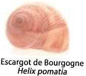 Une image d'un escargot de Bourgogne