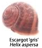 Une image d'un escargot gris