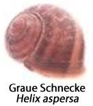 Das Häuschen der Grauen Schnecke