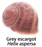 The shell of the grey escargot