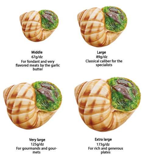 the 4 different calibers of escargots - middle, large, very large, extra large